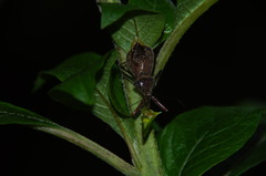 Ploeogaster