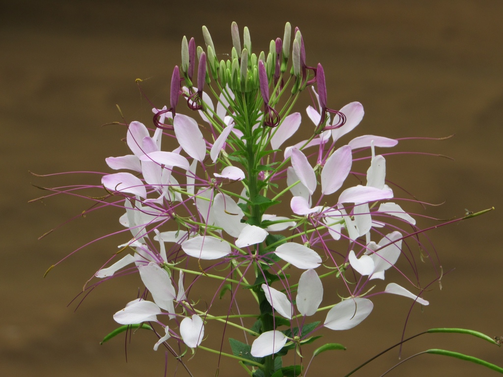 Spider Flowers