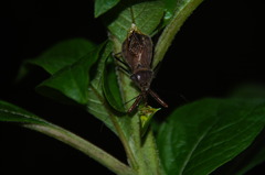 Ploeogaster