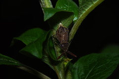 Ploeogaster