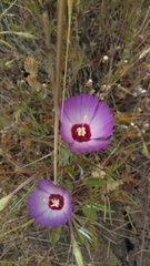 Clarkia gracilis tracyi