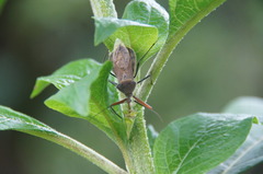Ploeogaster