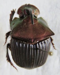 Phanaeus pyrois