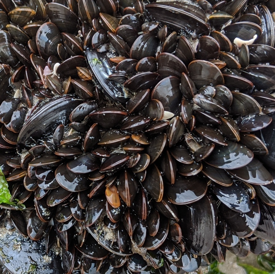 Mejillones, Choros Y Choritos (Familia Mytilidae) · NaturaLista Colombia