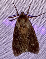 Lapara bombycoides