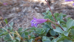 Penstemon caesius