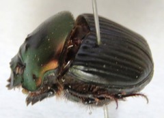 Phanaeus pyrois