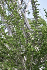 Sideroxylon horridum