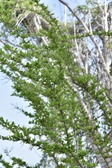 Sideroxylon horridum