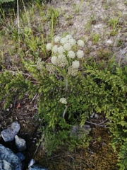 Cnidium cnidiifolium
