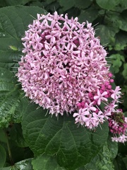 Clerodendrum bungei image