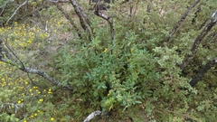 Frangula californica tomentella