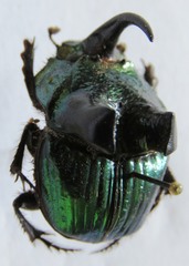Phanaeus excelsus