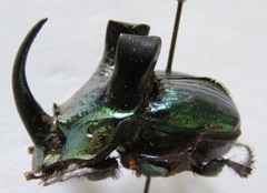 Phanaeus excelsus