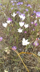 Triteleia peduncularis