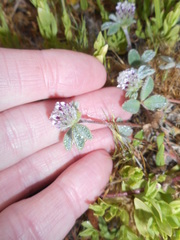 Trifolium macraei
