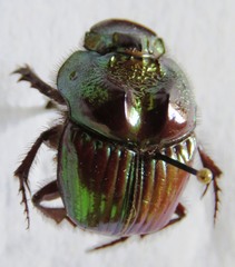 Phanaeus