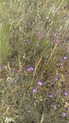 Clarkia gracilis tracyi