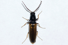 Oestodes tenuicollis
