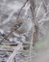 Drymodes brunneopygia