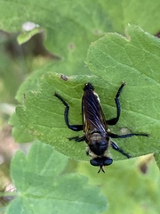 Laphriini