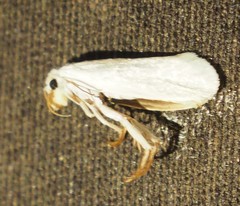 Tegeticula yuccasella