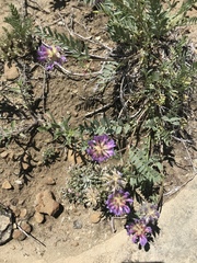 Astragalus laxmannii robustior