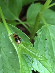 Phyllobrotica decorata