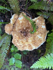 Turbinellus kauffmanii