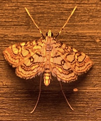 Elophila ekthlipsis