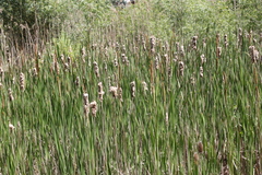 Typha × glauca