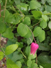 Clematis glaucophylla