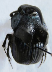 Phanaeus excelsus
