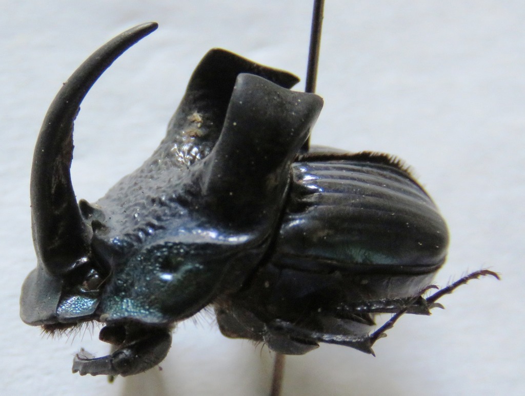 Phanaeus demon