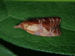Cenopis diluticostana