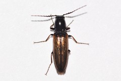 Oestodes tenuicollis