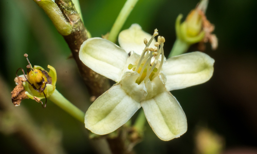Erythroxylum coca iNat (1)