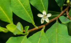Erythroxylum coca