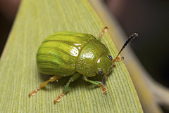 Calomela pallida
