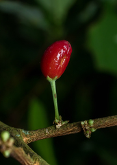 Erythroxylum coca