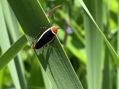 Pseudomops septentrionalis