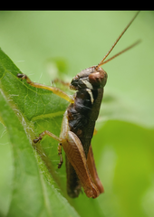 Melanoplus gracilis