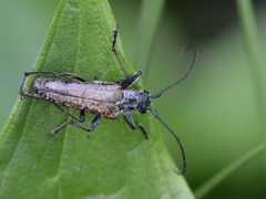 Anthophylax attenuatus