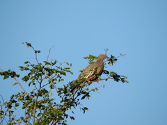 Patagioenas picazuro