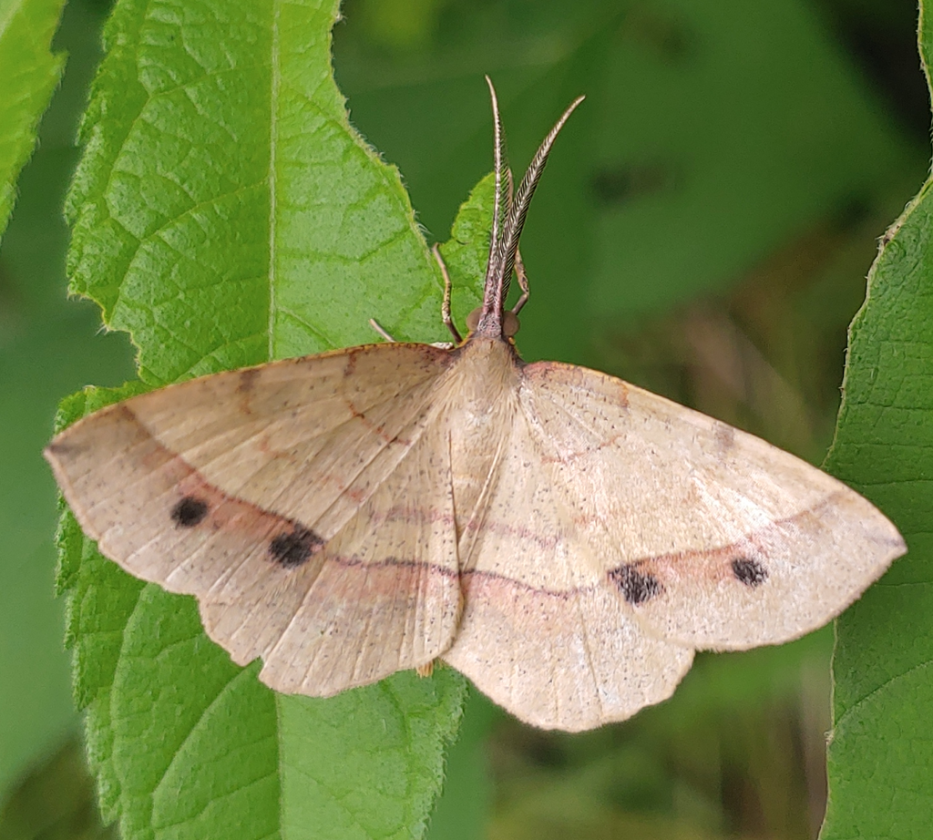 Thin-Lined Erastria