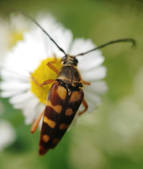 Typocerus velutinus