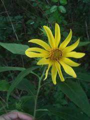 Helianthus resinosus