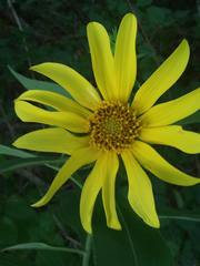 Helianthus resinosus
