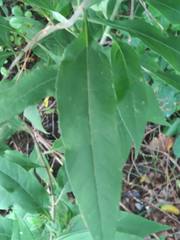 Helianthus resinosus