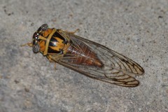 Diceroprocta delicata